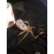 Araknochrones amethystus